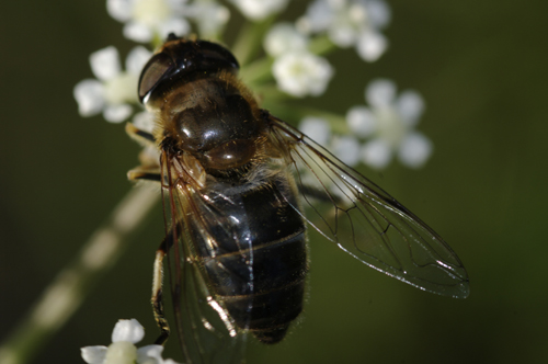 Eristalis sp? 3